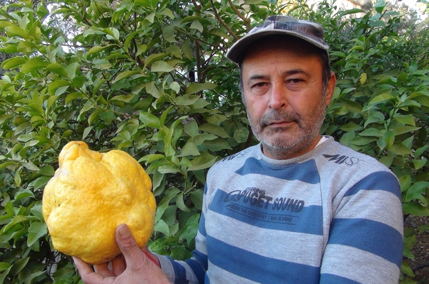 Türkiye’nin en büyük limonu 2 kilo 40 gram
Budama işçisi limonu bin liradan satışa çıkardı