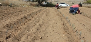 Yozgat'ta Lavanta dikimi yapıldı