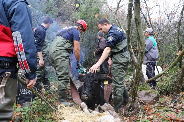 Manisa'da uçuruma düşen gebe inek itfaiye tarafından kurtarıldı