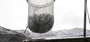 Bingöl'de 325 ton alabalık hasadı yapıldı