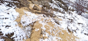 Yayladere'de yaban hayvanları için doğaya yem bırakıldı