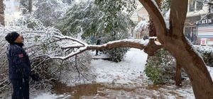 Mardin’de karın ağırlığına dayanamayan ağaç dalları kırıldı