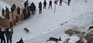 Türkiye'de ilk kez doğal alanından alınan yaban keçileri tekrar doğal alana...