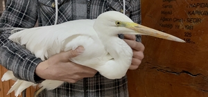 Isparta'da soğuktan donmak üzere olan büyük ak balıkçılı kurtarıldı