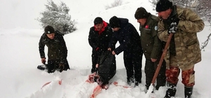Yoğun kar yağışında yaban hayvanları unutulmadı