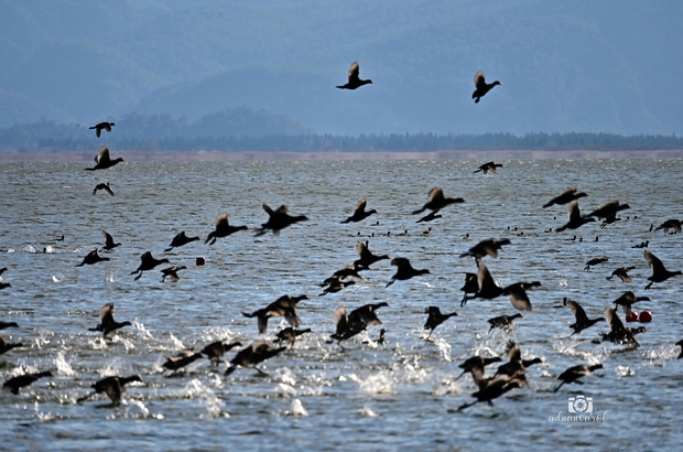 Köyceğiz Gölü'ne akın eden sakarmeke kuşları renkli görüntüler oluşturdu