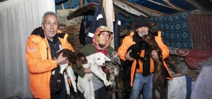 Karda mahsur kalan 120 küçükbaş hayvan kurtarıldı