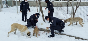 Sokak hayvanlarına polis şefkati