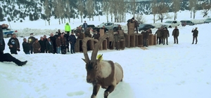 Yaban keçileri ilk kez doğal ortamından alınıp başka bir doğal ortama bırak...