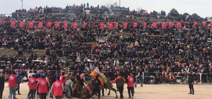 Kınık’ta 32'nci geleneksel deve güreşleri festivaline yoğun ilgi