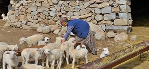 "Mera İzmir" projesi üreticiyi memnun etti: 258 çobanla yüksek fiyattan süt alım anlaşması
Büyükşehir, "Mera İzmir" projesiyle süt alım sözleşmeleri imzalıyor