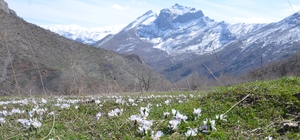 Şırnak dağlarına baharın habercisi kardelenler çiçek açtı