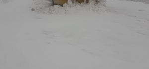 Afyonkarahisar’da birçok köy yolu kar yağışı nedeniyle ulaşma kapandı
Karla mücadele ekipleri sabaha kadar çalışma yaptı