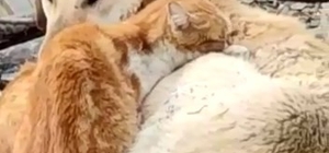 Köpek ve Kedilerin kalpleri ısıtan dostluğu