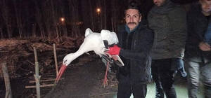 Yaralı olarak bulunan leylek tedavi altına alındı