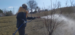Üreticiler, meyve ağaçlarına 'bordo bulamacı' atıyor