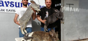 Dev tavşanlar görenleri şaşırtıyor
Adanalı üretici yurtdışından hobi amaçlı getirttiği 11 kiloluk Velikan cinsi tavşanların da üretimini yapacak