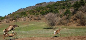 Kızıl geyiklerin doğaya bırakılma sevinci
14 bin adet sürün doğaya salınacak
