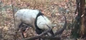 Tellere takılan dağ keçisi kurtarıldı