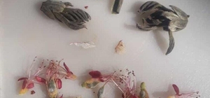 Elazığ’da çiçek açan kaysı ağaçlarını don vurdu