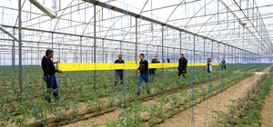 Sera zararlılarının önlenmesi için 450 üreticiye yapışkan tuzak dağıtıldı
D...