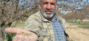 Malatya'da kayısıyı don vurdu