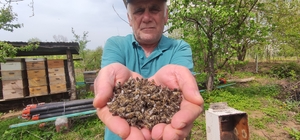 (Özel) Bursa'da arı faciası...Yüzlerce kovan arı telef oldu
Arı sahipleri kaçak zirai ilacı atan üreticileri suçladı