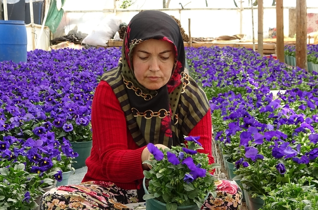 Köylü kadınlar yılda 6 milyon liralık tohum yetiştiriyor
Kadınların bir yıl bebek gibi baktığı çiçeklerden elde edilen tohumlar yurt dışına ihraç ediliyor