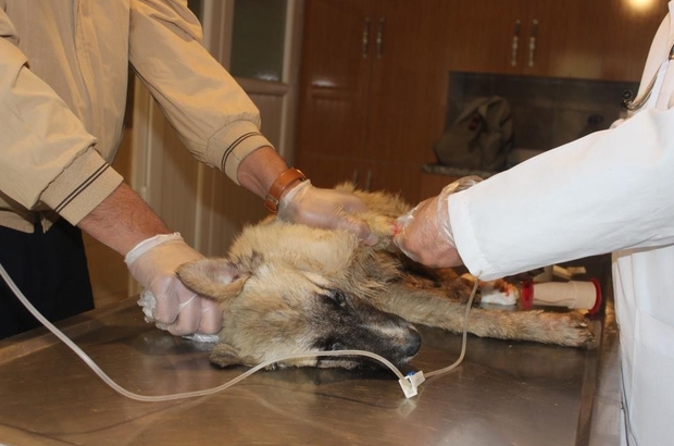 Caniler köpekleri tarım ilacıyla zehirlemiş
Manisa’da 20’ye yakın köpeği tarım ilacıyla zehirlemişler