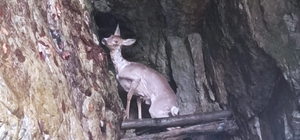 Şelalede mahsur kalan karacayı vatandaş kurtardı