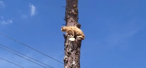 Bursa'da ağaçta mahsur kalan kediyi itfaiye kurtardı