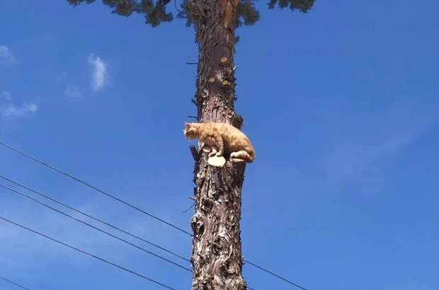 Bursa'da ağaçta mahsur kalan kediyi itfaiye kurtardı