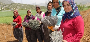 Kadınlar dikiyor, Anadolu lavanta kokuyor
Adana’nın kırsal ilçesi Feke’de 5 yıl öncesinde başlayan lavanta üretimi, ilçenin Tapan yöresinde kısa sürede lavanta vadisi oluşturdu
2-3 kadın girişimci ile başlayan lavanta üretimi bugün 40’a çıkarken, yörede yaklaşık 200 dekar alanda lavanta üretimi yapılıyor