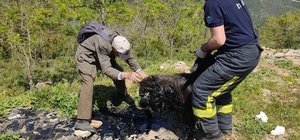 Zifte saplanan keçiyi itfaiye ekipleri kurtardı