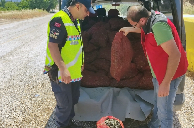 Muğla'da 1,5 ton kaçak midye ele geçirildi
Köyceğiz girişinde bir araçta ele geçirilen kaçak 1,5 ton midye imha edildi