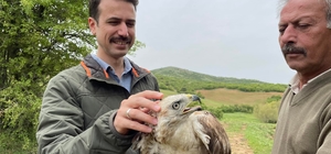 Kızıl Şahin, 2 aylık tedavisinin ardından doğaya salındı