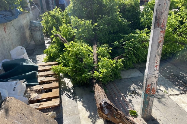 Şanlıurfa’da fırtına ağaçları devirdi
Ekipler devrilen ağaçları kaldırmak için çalışmalarını sürdürüyor
