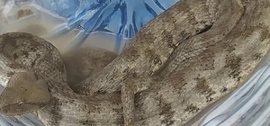 Bahçesinden engerek yılanı çıktı