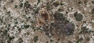 Anne boz ayı ve 3 yavrusu dron ile görüntülendi