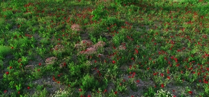 Şırnak’ta tarlalar kırmızıya boyandı, fotoğrafçılar için doğal stüdyo oldu