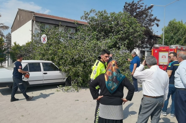 İncir ağacı araçların ve vatandaşların üzerine devrildi: 1 yaralı