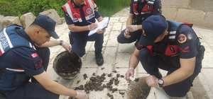 Salyangoz avcısı jandarmaya yakalandı