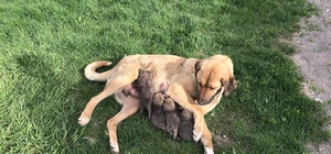 Jandarma köpeği ‘Sarı Kız’ 4 tilki yavrusuna süt annesi oldu