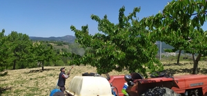 Meyve bahçelerinde zirai mücadele çalışmaları devam ediyor