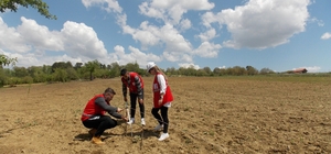 Pazarlar'a deneme amaçlı lavanta dikildi