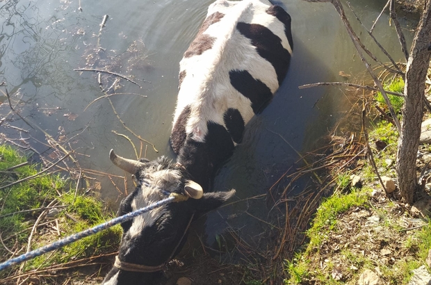 Havuza düşen ineği itfaiye kurtardı