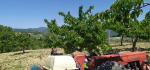 Meyve üreticilerine ilaçlama uyarısı