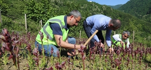 Ordu’da salep hasadı başladı
Ordu Büyükşehir Belediye Başkanı Dr. Mehmet Hilmi Güler’in ‘Kendi kendine yeten şehir’ ilkesi doğrultusunda başlattığı tarım projeleri meyvesini veriyor. Ordu’da 3 yıl önce 2 üretici ile başlayan salep üretimi 100 üreticiye ulaştı. 3 yılda üreticiye 1 milyon adet salep fidesi dağıtıldı