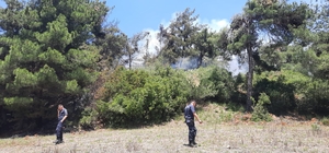 Osmaniye'de orman yangını
Yangın büyümeden kontrol altına alındı