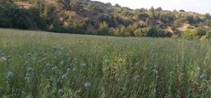 Yasadışı ekilen 160 bin kök haşhaş ele geçirildi